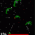 Star Chase